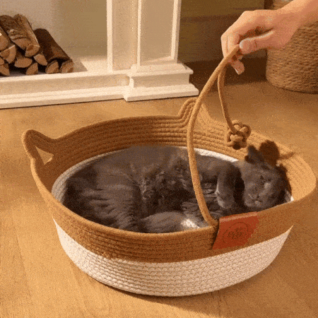 Does Your Cat Have Real Territory?