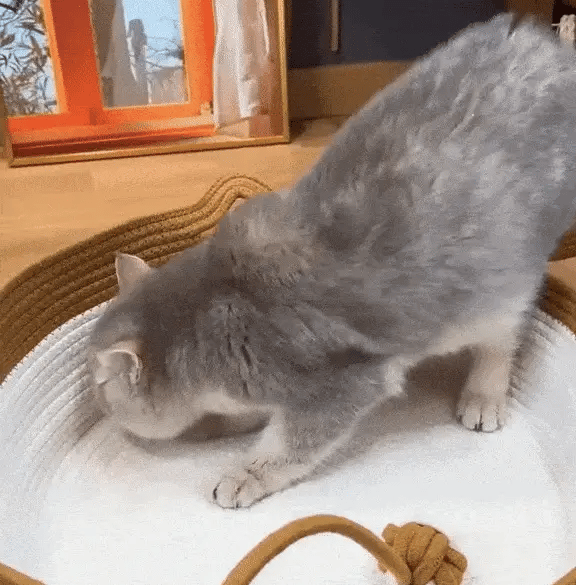 Von 94 % der Katzen innerhalb von 48 Stunden angenommen