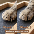 A cat using the Pawdicure box to file its own claws