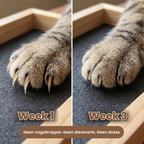 Kattennagels voor en na: week 1 en week 3 met de Pawdicure