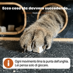 The Pawdicure ™ | Si lima le unghie da sola. Non la tieni più ferma.